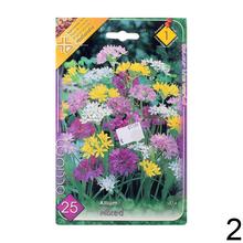 Zmes cibúľ Allium Mix II s farebnými kvetmi.