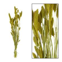 SETARIA zväzok 66CM - Stabilizované květiny | FLORASYSTEM