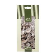 COTTON POD NATURE 10X5X22CM - FLORASYSTEM