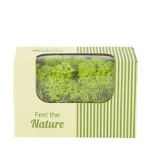 MOSS REINDEER JARNÁ ZELENÁ 50GR NATURE 14X8X10CM - Mach | FLORASYSTEM
