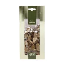 COTTON POD NATURE 10X5X22CM - Suché vianočné | FLORASYSTEM