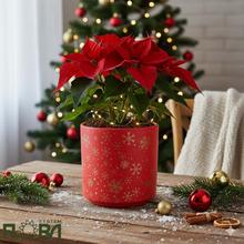 Červený obal s hviezdami na kvetináče.