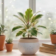 Biely keramický obal na kvetináče s hnedým okrajom.