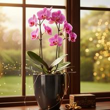 Obal na orchideu v šedej farbe.