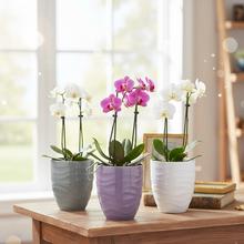 Obal na orchideu v sage zelenej farbe.