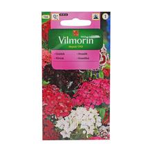 Hřebíček bradatý 1g - FLORASYSTEM