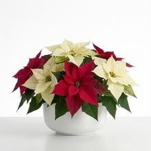 Vánoční - Umělé květiny | FLORASYSTEM