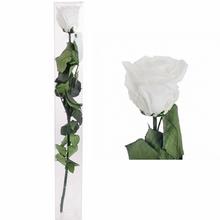Ruža preparovaná so stonkou WHITE, 50cm/ks - FLORASYSTEM
