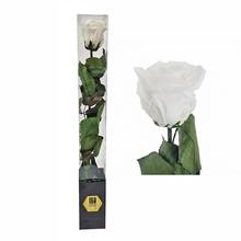 Ruža preparovaná so stonkou WHITE, 50cm/ks