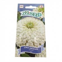 Cínie DÁLIOKV.BIELA ??0,8g - FLORASYSTEM