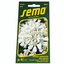 LÚČOVKA BIELA KRAJKA 1g - SEMO | FLORASYSTEM