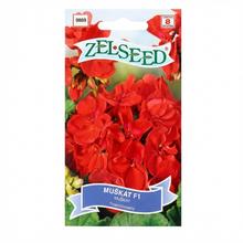 Pelargónie krouží F1 TM ČERVENÁ 8s - ZELSEED | FLORASYSTEM