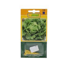 SALÁT LEDOVÝ, Pražané, BLISTER, 150s - ostatné | FLORASYSTEM