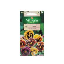 FIALKA VEĽKOKV. ŠVÝCA. GERM. Rococo 0,4g - FLORASYSTEM