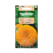 SLUNEČNICE Sungold 2g - Květiny letničky | FLORASYSTEM