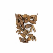 821 Benzo fruit natur 24ks - Sušený materiál | FLORASYSTEM