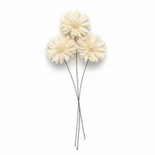 242Shola kvet 6cm sunflow 6ks - Sušený materiál | FLORASYSTEM