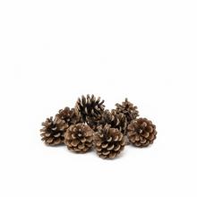 3503 šiška sosny 5-7cm 12ks - Sušený materiál | FLORASYSTEM