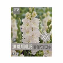 GLADIOL IVORY PERFECTION 10ks - Cibuloviny | FLORASYSTEM