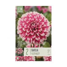DAHLIA SPIDER FUZZY WUZZY 2ks - Cibuloviny | FLORASYSTEM