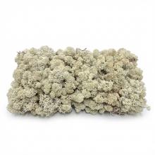 Preparovaný mach v boxe 500g so SOBOM