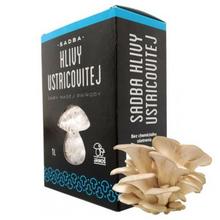 Sadby HLÍVA ÚSTŘIČNÁ - FLORASYSTEM