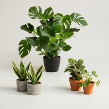 Pokojové rostliny - Květináčové rostliny | FLORASYSTEM