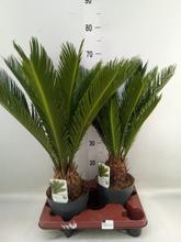 CYCAS REVOLUTA 12/45cm - FLORASYSTEM