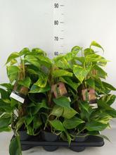 Scindapsus mosstok 15 / 40-60 - FLORASYSTEM