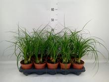 NOLINA Recurvata 12/35cm 3pp - FLORASYSTEM