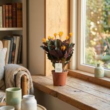 Rastlina CALATHEA crocata s oranžovými kvetmi.