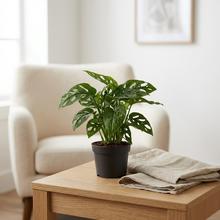 Rastlina Monstera Obliqua.