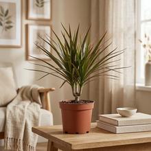 Rastlina DRACAENA Magenta.