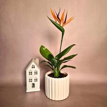 Izbová rastlina STRELITZIA Nicolai s umelým kvetom.