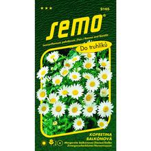 Semena balkónové margarétky Sněhurky v balení 0,3g.