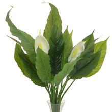 AKCE !! 25FLK0809 Spathiphyllum svazek 60CM - FLORASYSTEM