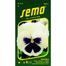 Semena velkokvěté fialky bílé od SEMO.