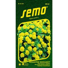 Semena aksamitníků s názvem Lemon Drop.