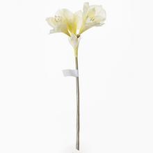 Amaryl 49cm krémy. - FLORASYSTEM