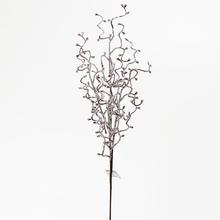 ČÁST KORAL BÍLÁ - FLORASYSTEM