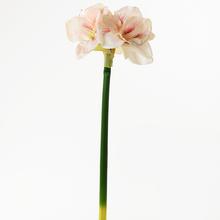 AMARYLLIS 70CM - FLORASYSTEM