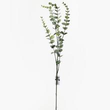 EUCALYPTUS SED / ZEL. 80CM - FLORASYSTEM