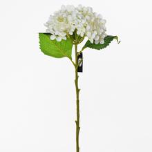 Hydrangea 50CM BÍLÁ - FLORASYSTEM