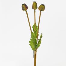 makovice 56cm - FLORASYSTEM