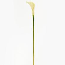 KS CALLA BÍLÁ 67cm - FLORASYSTEM