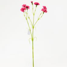 KS MINIKARAFIÁT brambořík. 64cm - FLORASYSTEM
