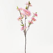 Jabloň ČÁST RŮŽOVÁ 91cm - FLORASYSTEM
