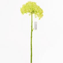 ČESNEK ŽLUTÁ 33cm - FLORASYSTEM