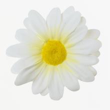 Kopretiny BÍLÁ 7cm - FLORASYSTEM