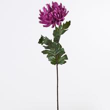 CHRYZ. KS RŮŽOVÁ 79X18CM - FLORASYSTEM